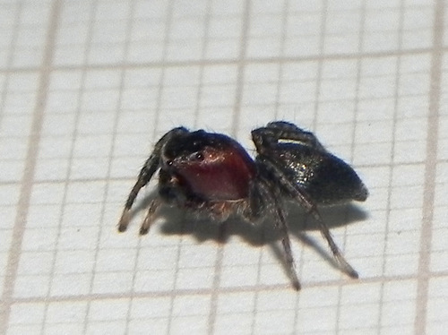Tullgrenella yungae