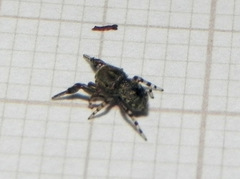 Tacuna delecta