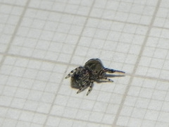 Tacuna delecta
