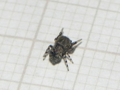 Tacuna delecta