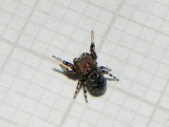 Tacuna delecta