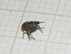 Tacuna delecta