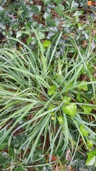 Liriope spicata
