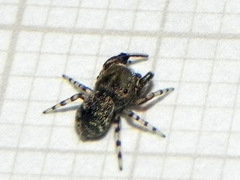 Tacuna delecta