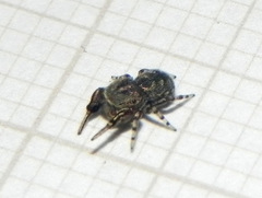 Tacuna delecta