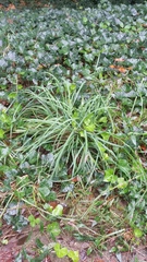 Liriope spicata