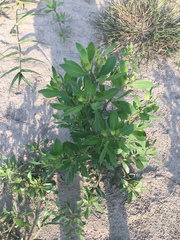 Tessaria integrifolia