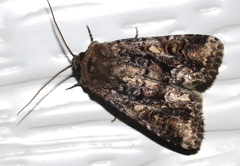 Spodoptera umbraculata