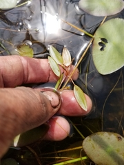 Potamogeton bicupulatus