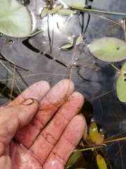 Potamogeton bicupulatus