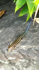 Plestiodon japonicus