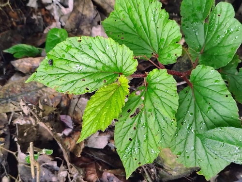 Begonia malabarica, photograph 5