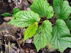 Begonia malabarica, photograph renjus box, CC BY, iNaturalist via GBIF