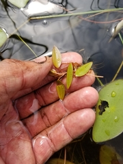 Potamogeton bicupulatus