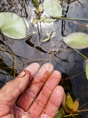 Potamogeton bicupulatus