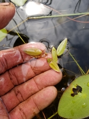 Potamogeton bicupulatus