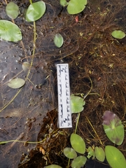 Potamogeton bicupulatus