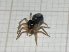 Maeota dichrura