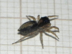 Maeota dichrura