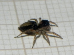 Maeota dichrura