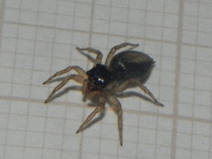 Maeota dichrura