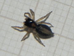Maeota dichrura