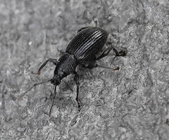 Otiorhynchus meridionalis