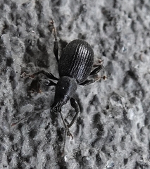 Otiorhynchus meridionalis