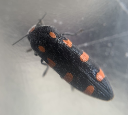 Ptosima undecimmaculata