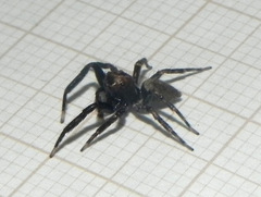 Coryphasia nigriventris