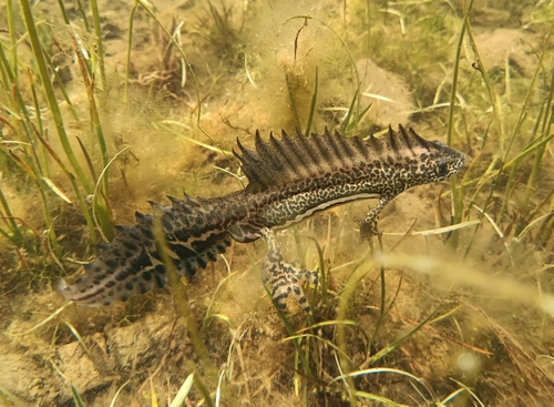 Caucasian Banded Newt