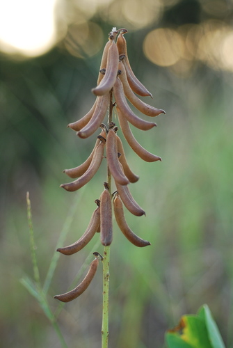 Crotalaria pallida