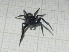 Coryphasia nigriventris