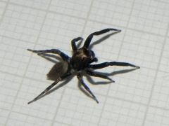 Coryphasia nigriventris