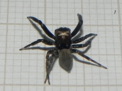 Coryphasia nigriventris