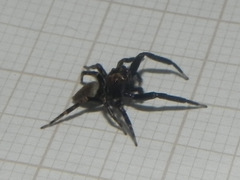 Coryphasia nigriventris