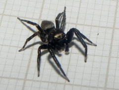 Coryphasia nigriventris