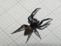 Coryphasia nigriventris