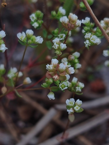 Allseed