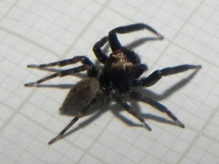 Coryphasia nigriventris