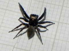 Coryphasia nigriventris