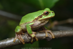 Japanese Treefrog photo 1