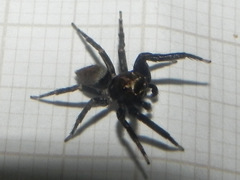 Coryphasia nigriventris