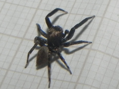 Coryphasia nigriventris