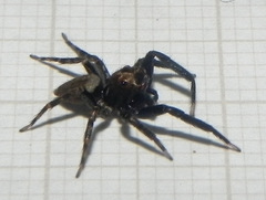 Coryphasia nigriventris