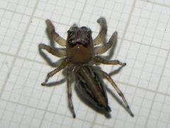 Amycini