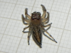 Amycini
