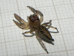 Amycini