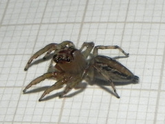 Amycini