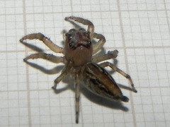 Amycini